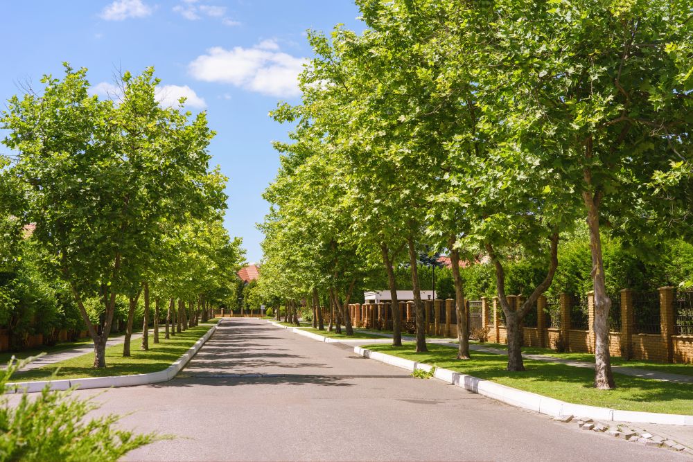 13/25 🌳 How Trees Are Your Secret Superheroes