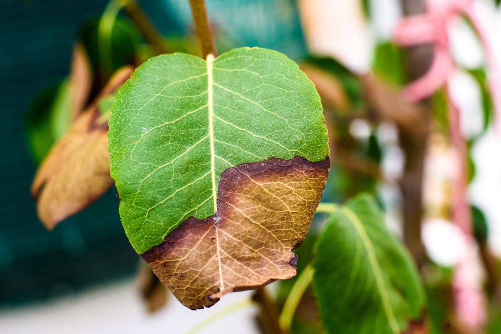 02 Plant Leaves Speak. Are We Listening?